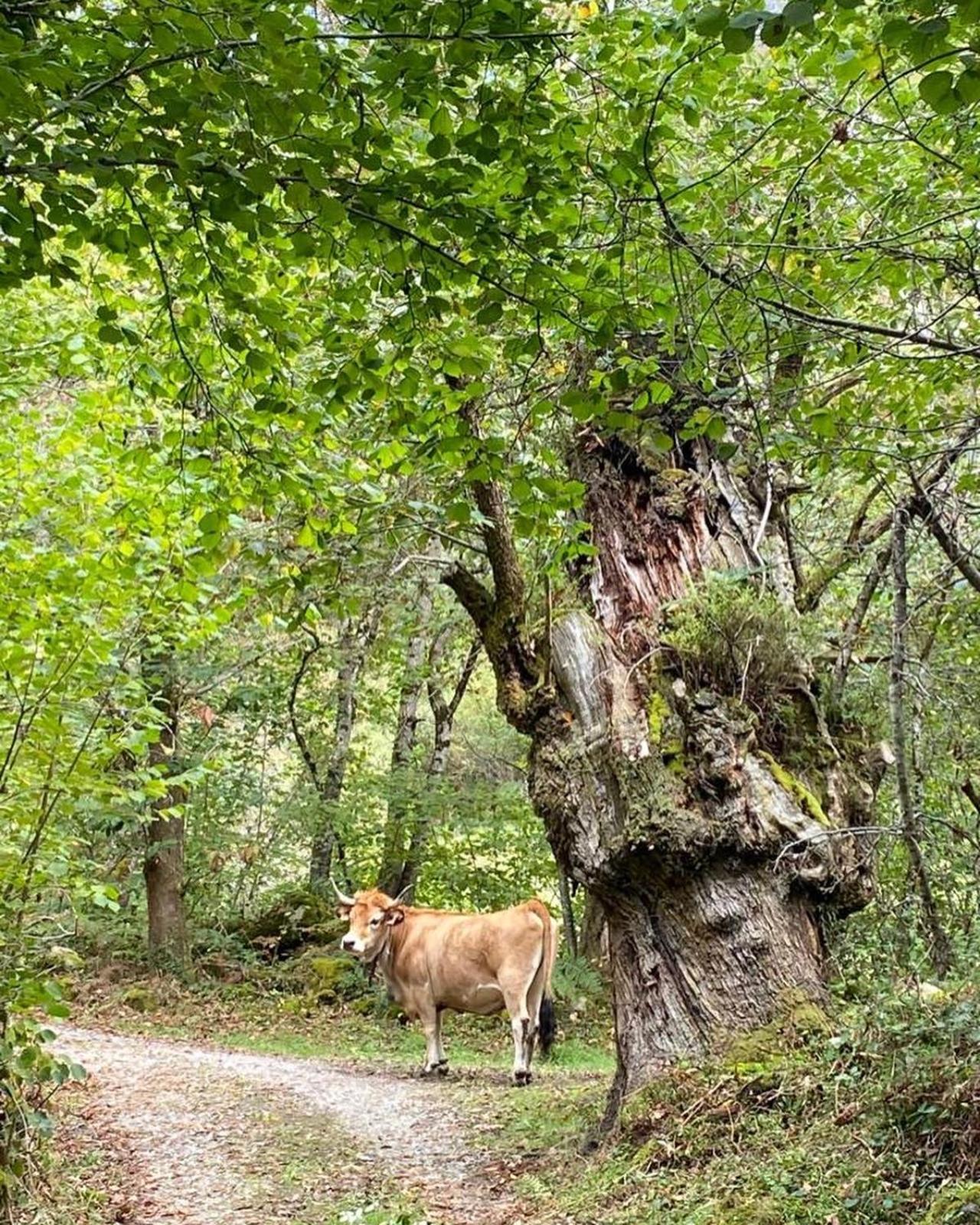 Casa Rural Espinareu La Villa 외부 사진